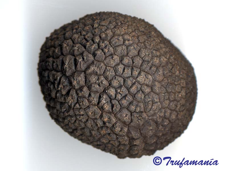 Truffle meaning